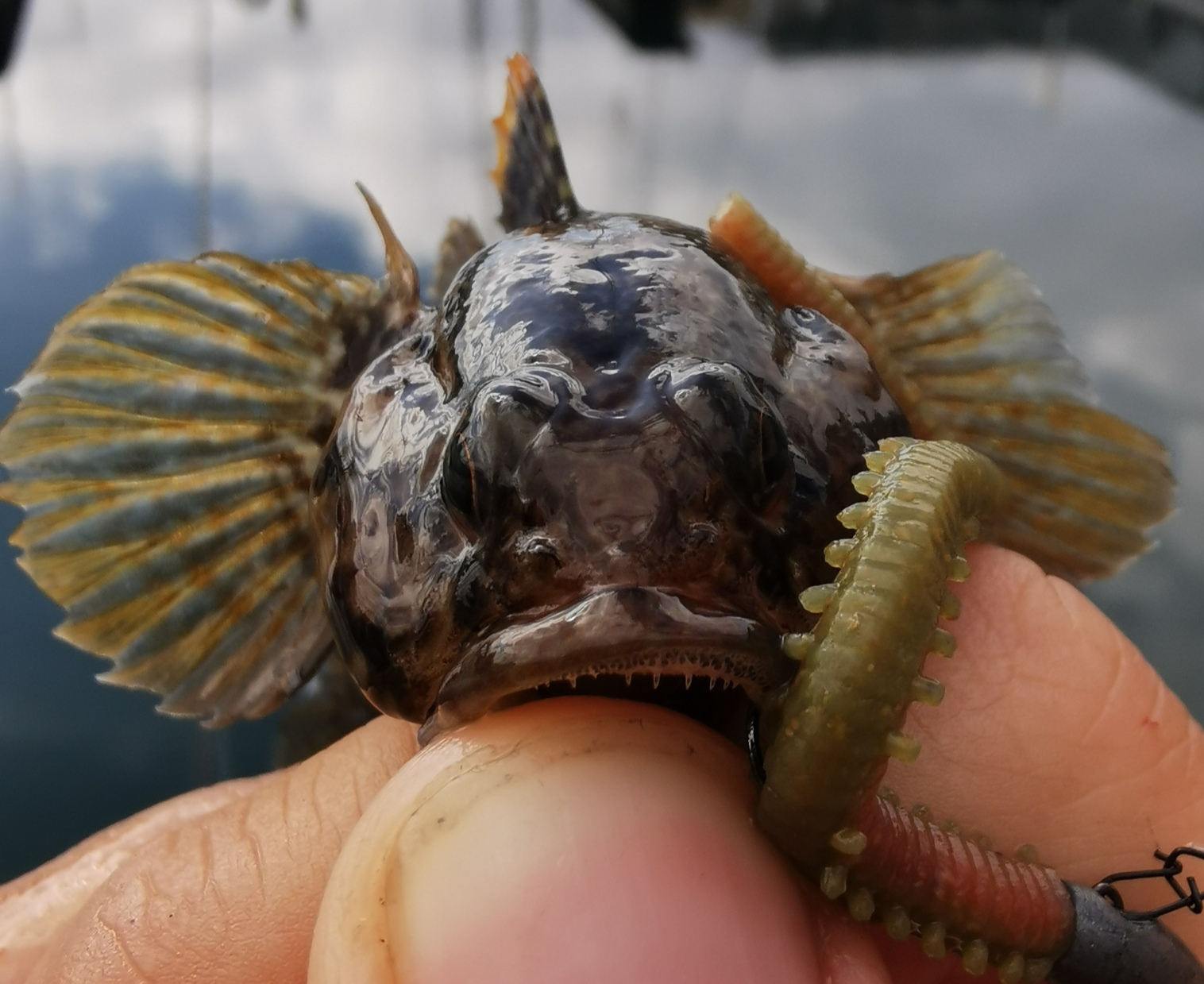 Rock Goby Culprit Ultimate Series  Goby Swimbait 