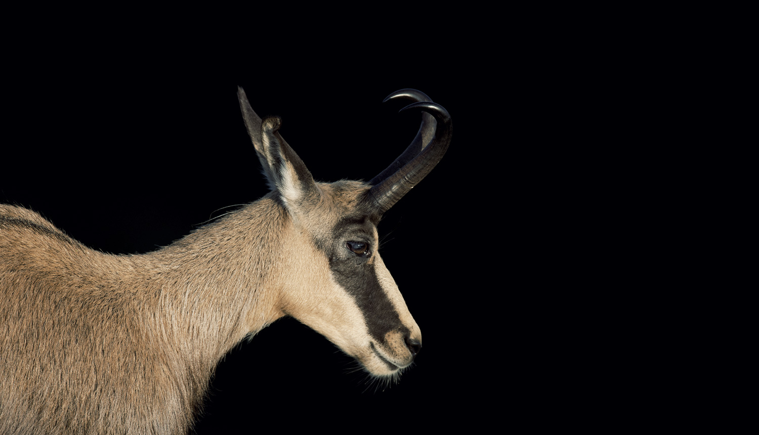 JAGDBILD GÄMSE GEMSE GAMS WILD BERG HÖRNER FAKSIMILE 430 auf Büttenpapier 