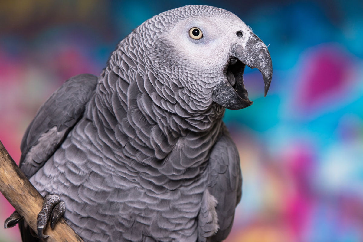 Schöner Blauer Sprechender Papagei Wiederholt Vogel Sprachtonaufzeichnungs 