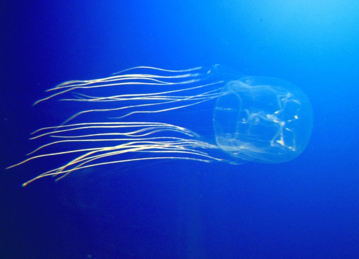 Box Jellyfish is one of the Most Venomous Animals In The World