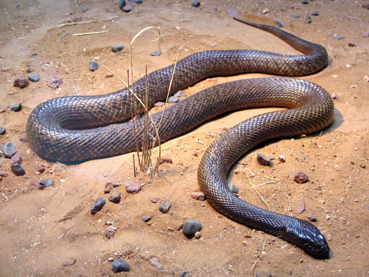 Inland Taipan Snake is one of the Most Venomous Animals In The World