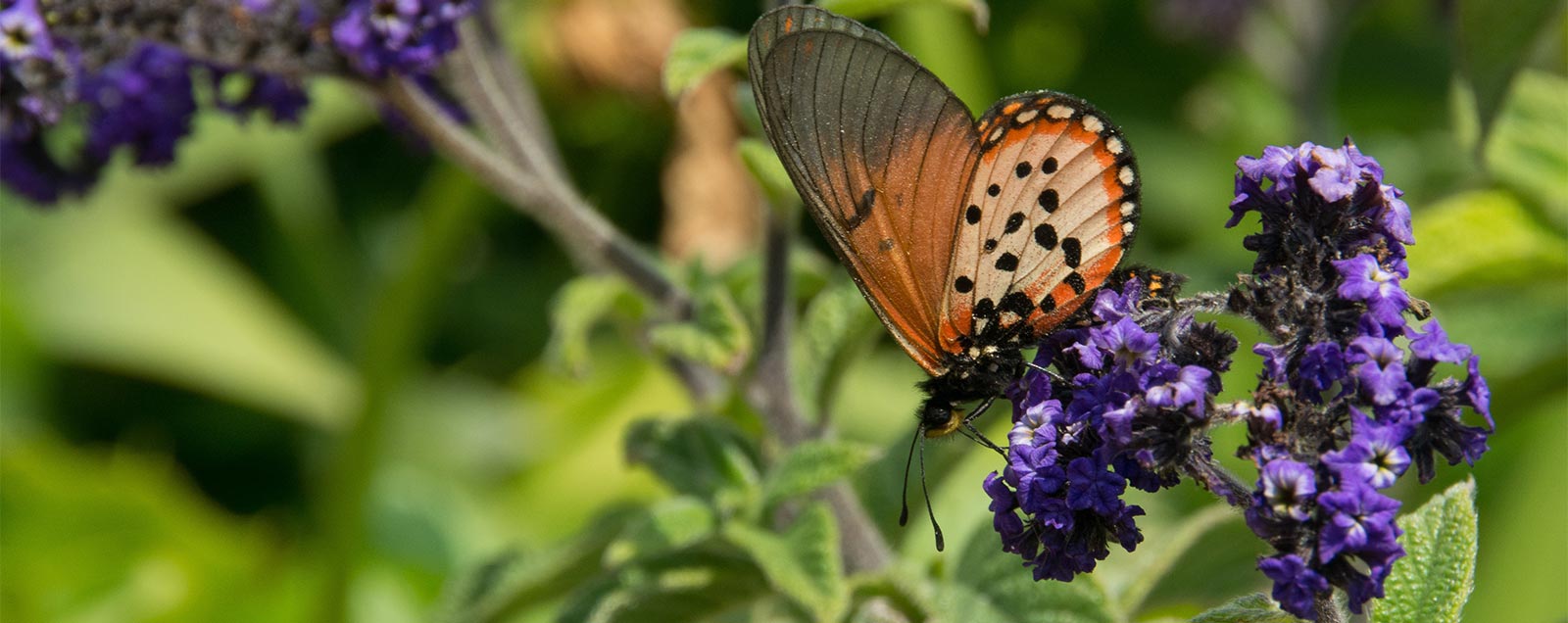 Schmetterlingsnahrung Schmetterlingsfutter Schmetterlinge anlocken Bienen Futter 