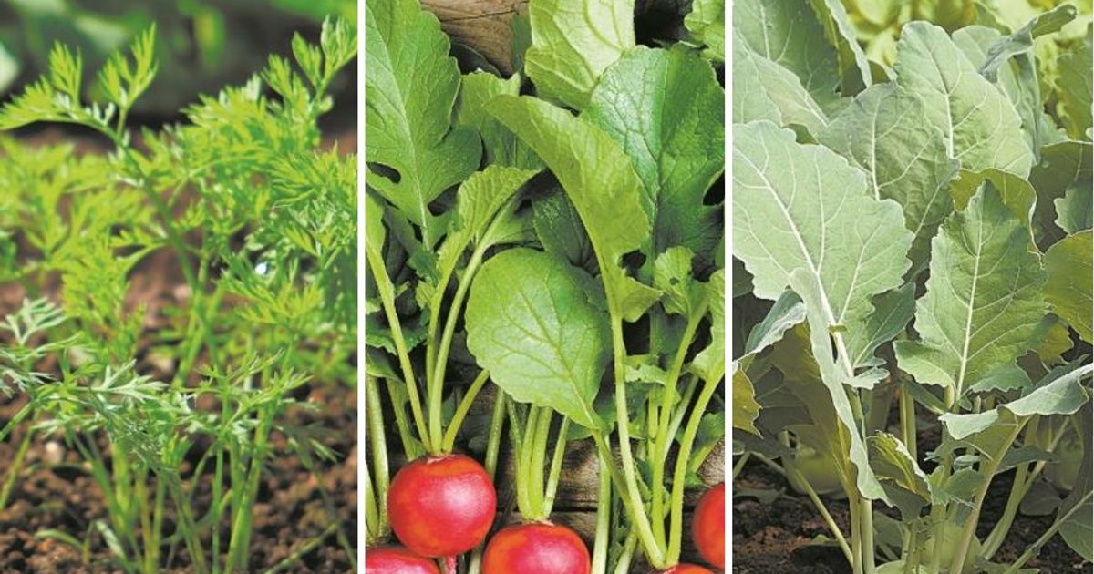 Attrappen Karotte mit Grün VE3 Gemüseladen Gemüse Schlachter 