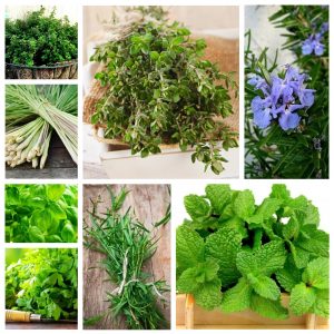 How are Medicinal Herbs planted?