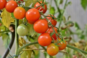 The Benefits of Eating Tomatoes