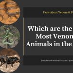 10 Most Venomous Animals In The World