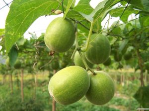 Benefits of a Monk Fruit Sweetener