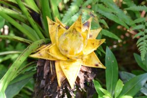 The Benefits of Bromelain Extracts