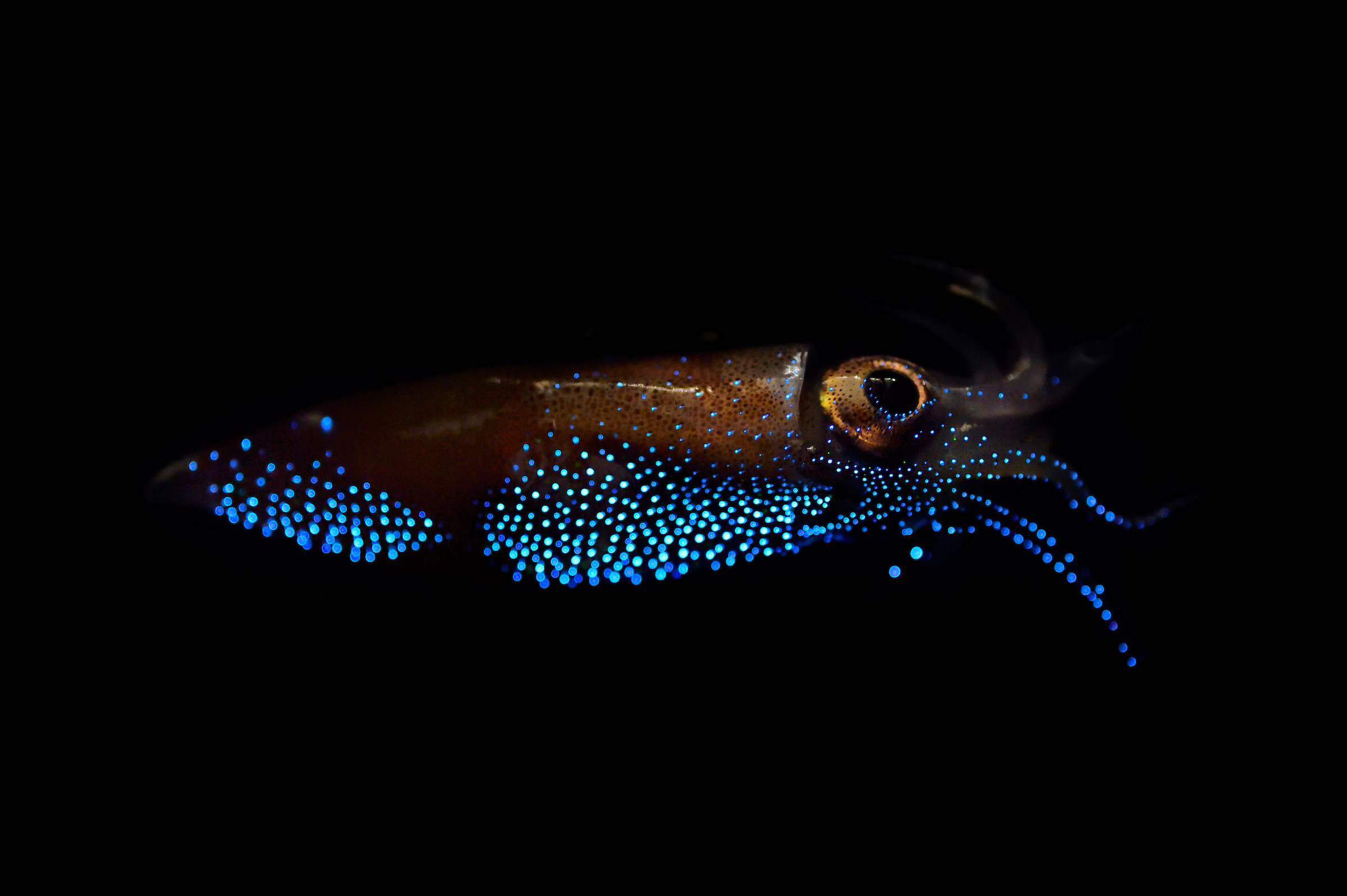 Zankl Nicolai Tiefsee Wesen Einblicke in eine kaum erforschte Welt Meer Buch Neu 